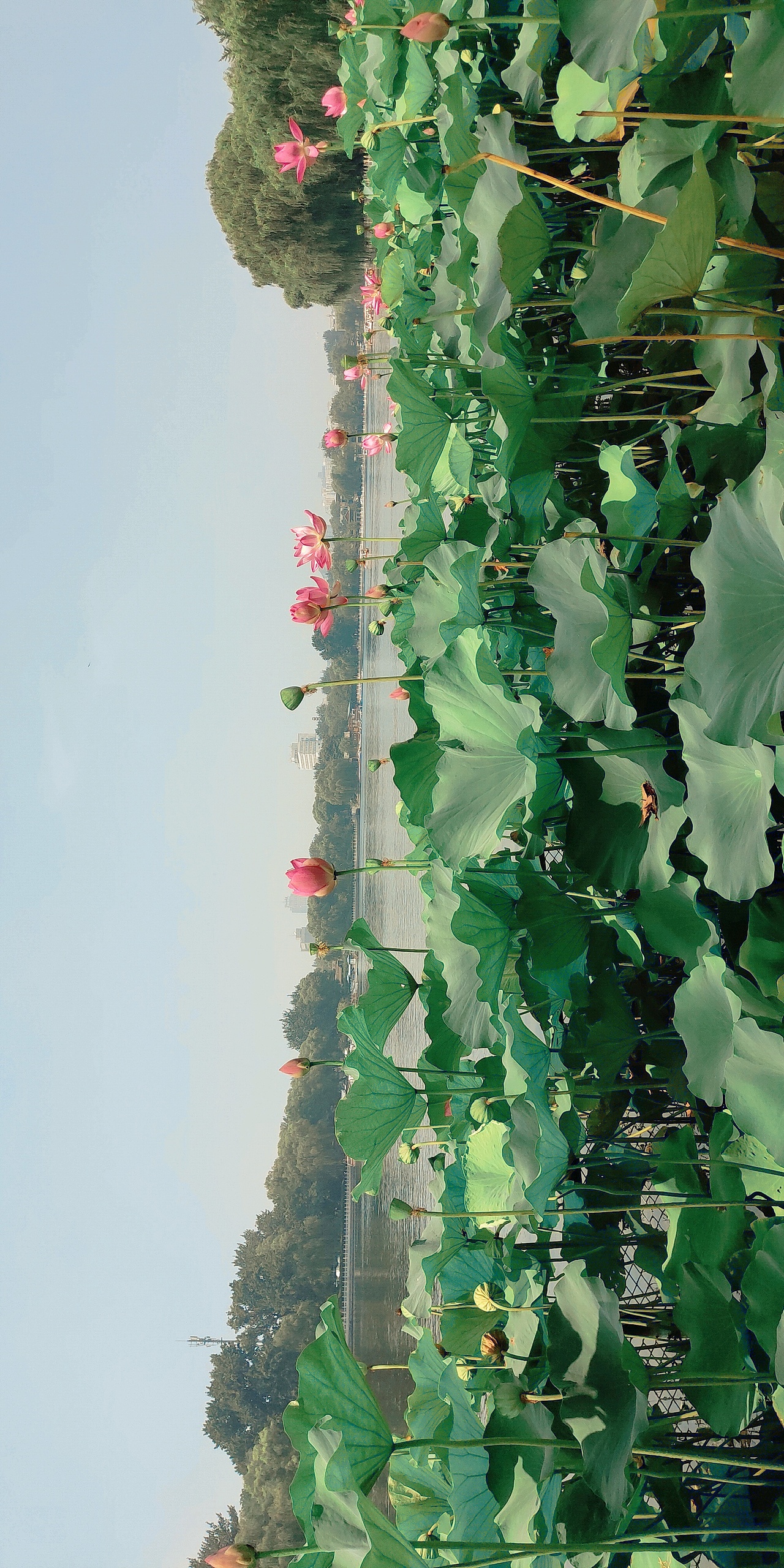 2019年北漂所见—手机随拍(上)（图ZMTk2MTI2OTM2） - 人文/纪实摄影 - 站酷设计师我是王冲原创素材 - 站酷ZCOOL