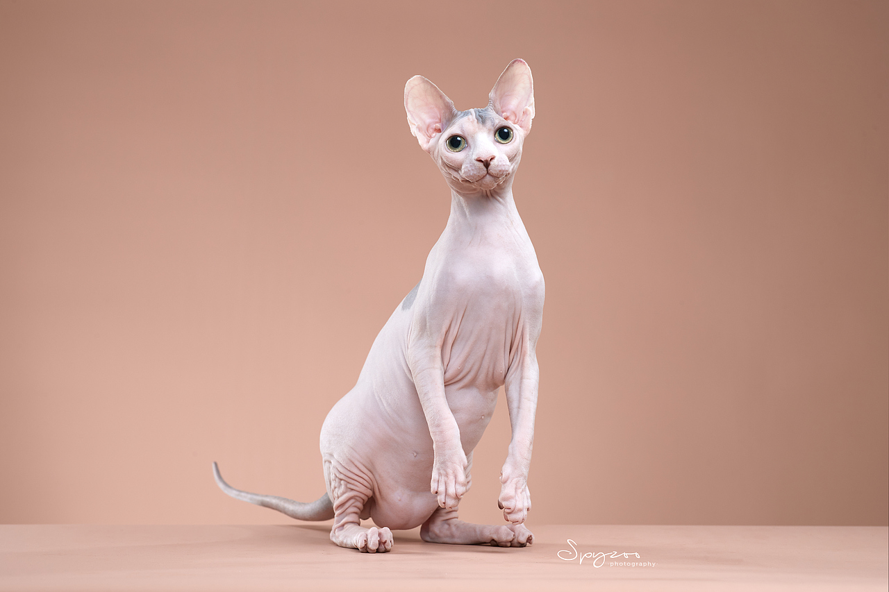 斯芬克斯无毛猫（图ZMjcyNDgxODE2） - 宠物摄影 - 站酷设计师spyzoo原创素材 - 站酷ZCOOL