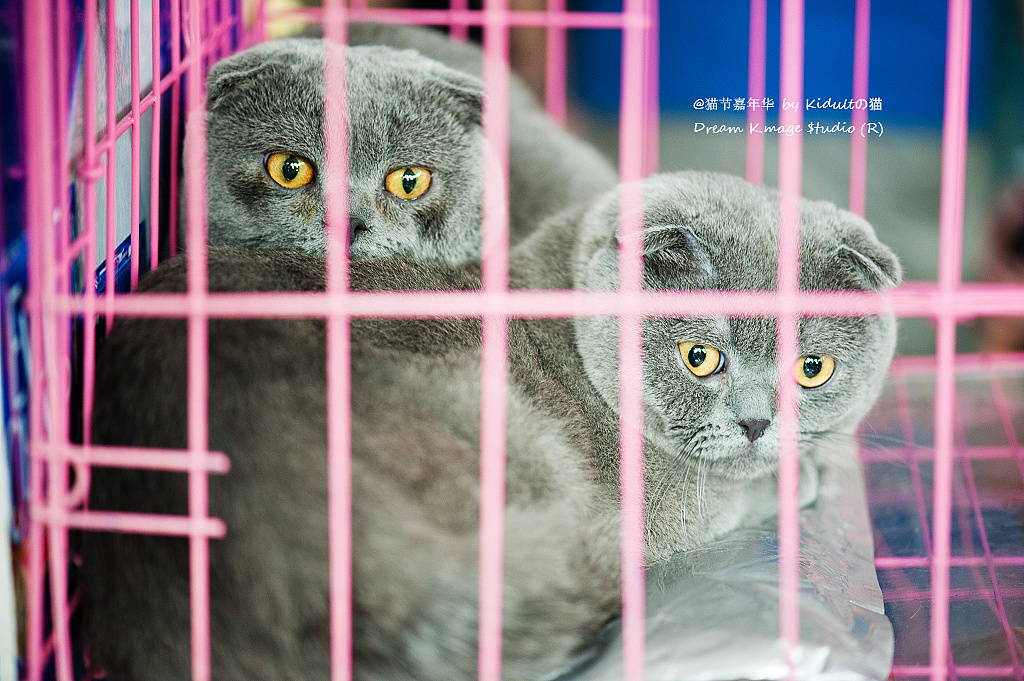 周末刚结束的第三届猫节嘉年华@朝阳公园东7门外的酷迪宠物乐园=)