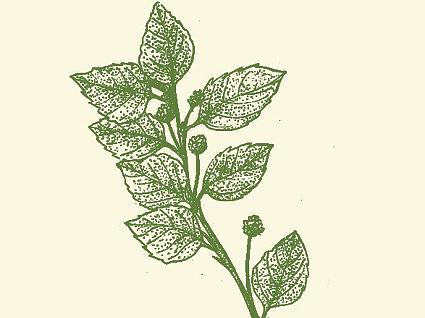 《中草药手绘》插画设计