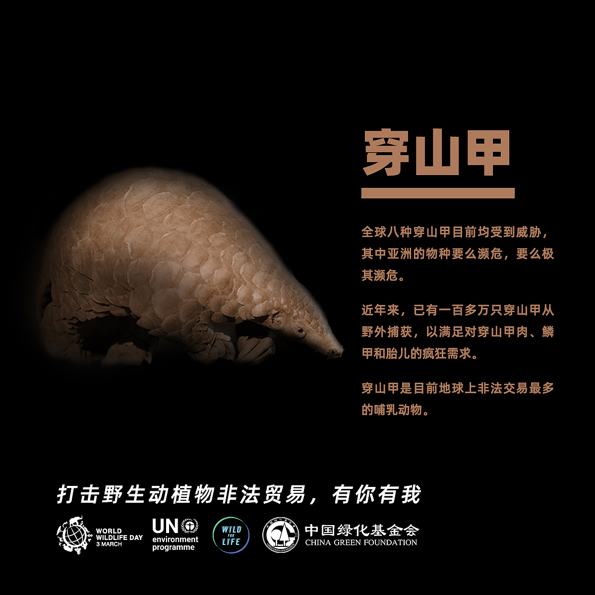 世界野生动植物日 3.3  海报设计
