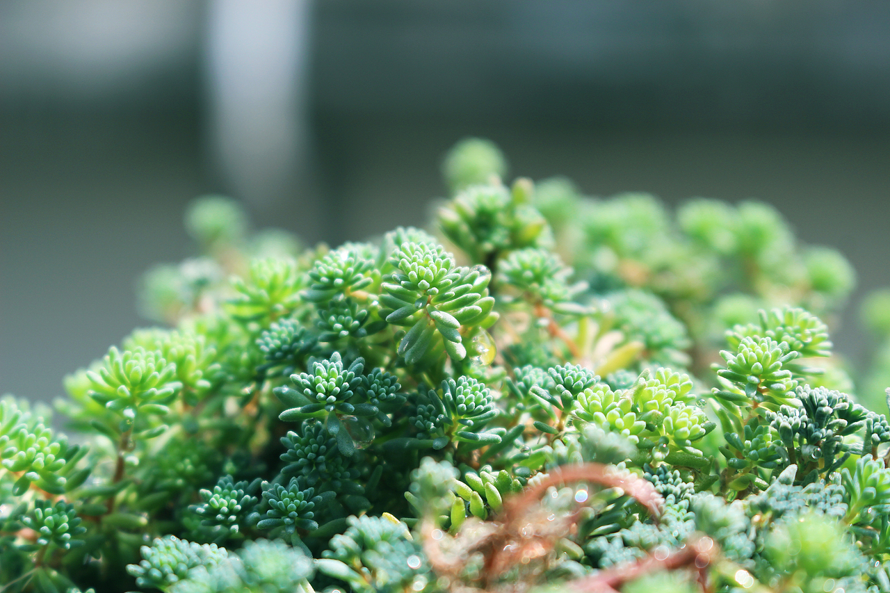 无肉不欢（图ZMTA5NTk2NTk2） - 产品摄影 - 站酷设计师Y阿九原创素材 - 站酷ZCOOL