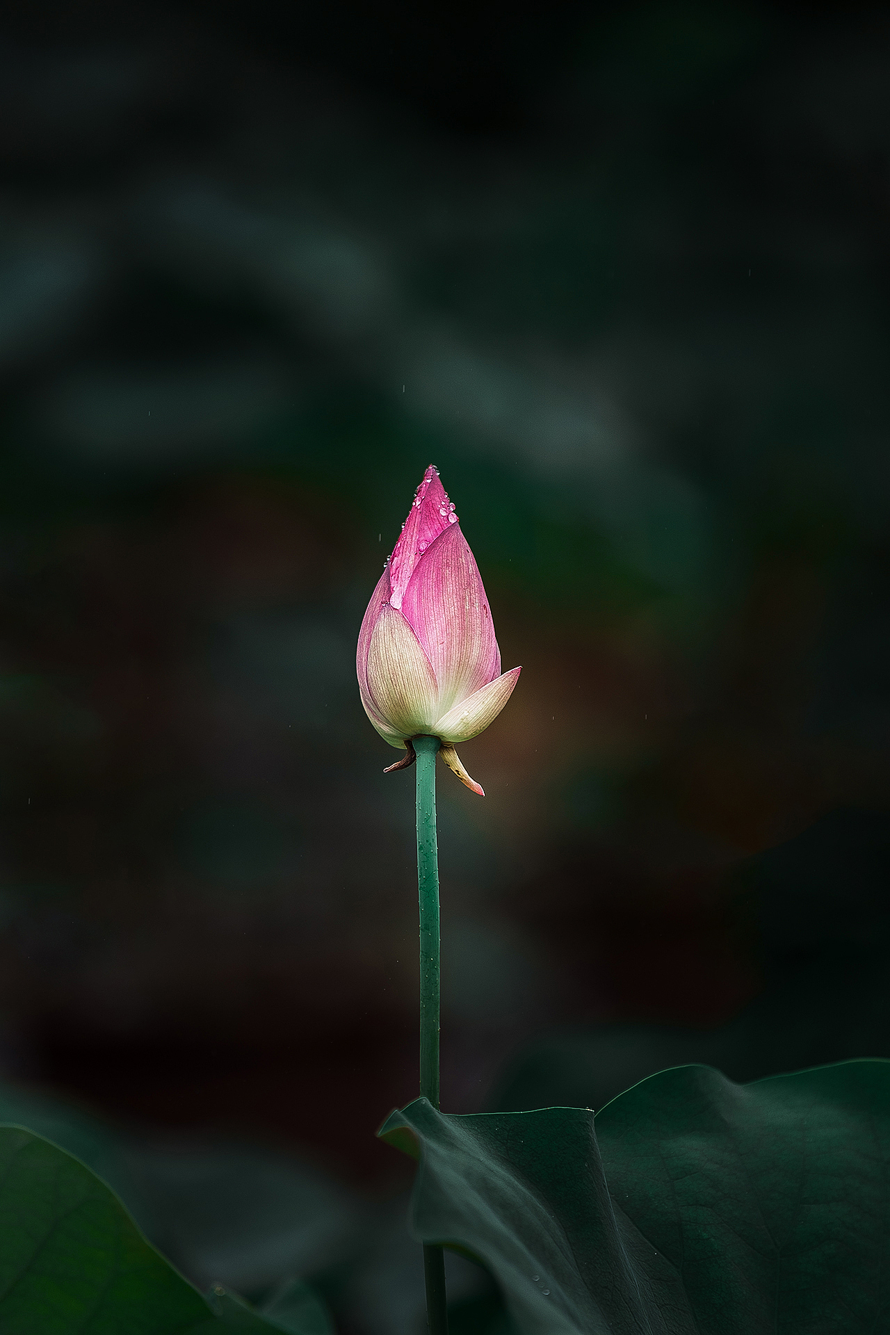 荷花之美，在于拍摄者的心境，和欣赏者的意境（图ZMjYxNDY4NDI4） - 风光摄影 - 站酷设计师Alex1205原创素材 - 站酷ZCOOL
