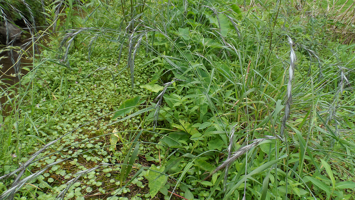 2013家里的那些花 (二)