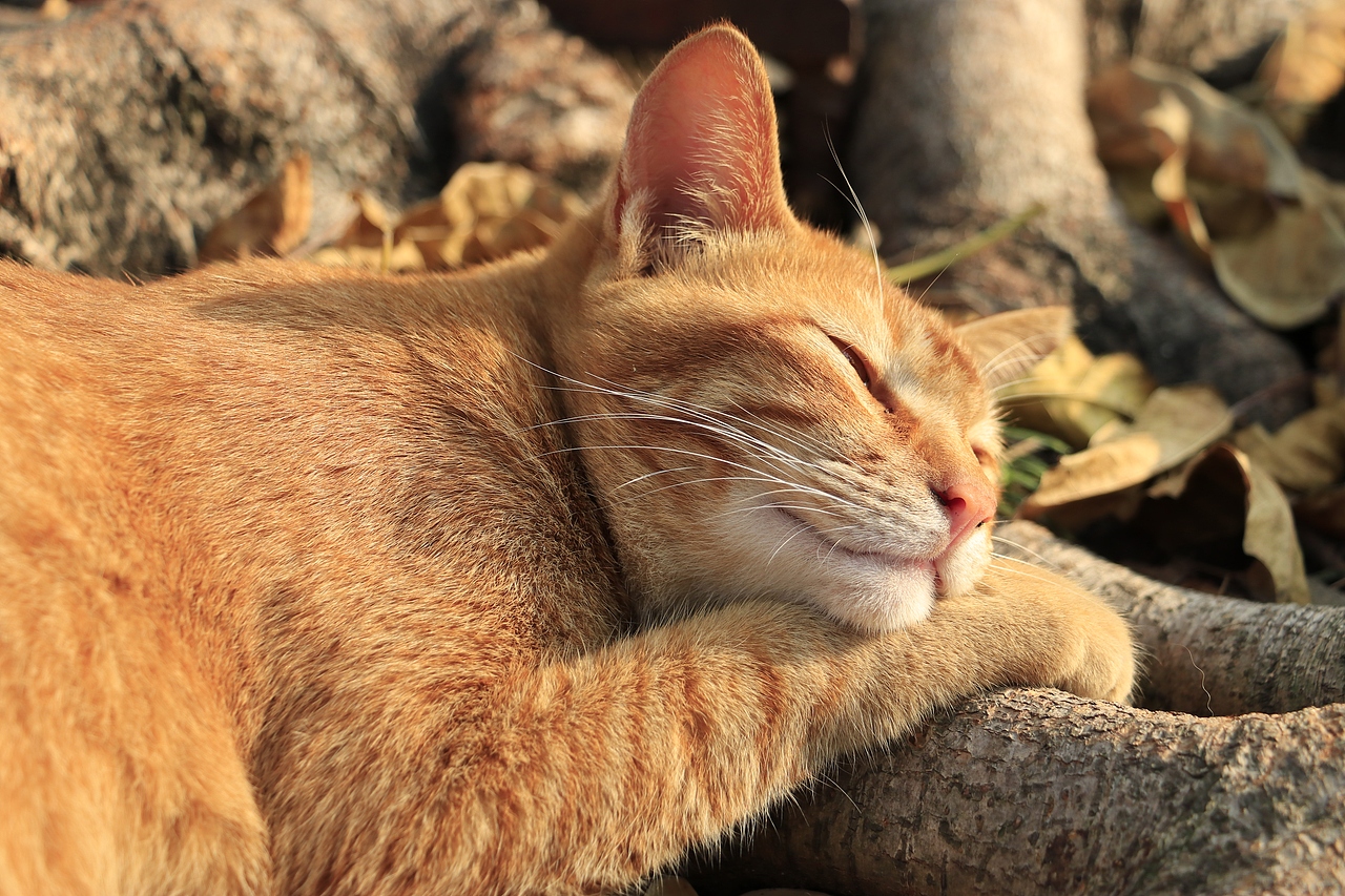 东湖公园之偶遇鸟趣&猫咪（图ZMjQzNjUwMzIw） - 风光摄影 - 站酷设计师飞天猪猫原创素材 - 站酷ZCOOL