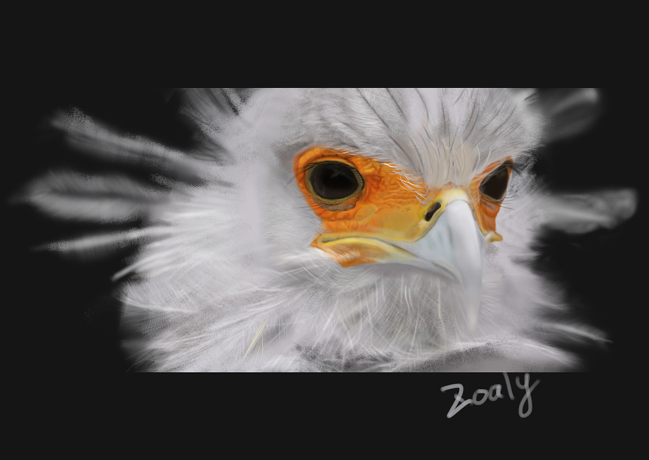 蛇鹫 临摹|插画|创作习作|zoaly_原创作品-站酷zcool