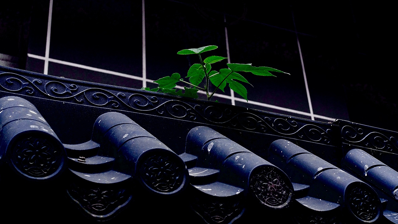 就这样,我挤着脚下临近小巷出口的步伐,途径同我一般高的墙体时,这小草还挺倔犟