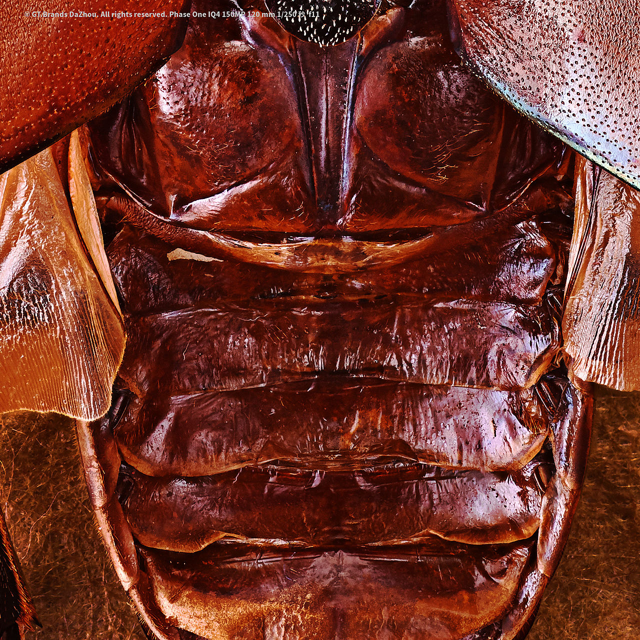 InsectBeauty · 台湾鸡冠细身赤锹形虫