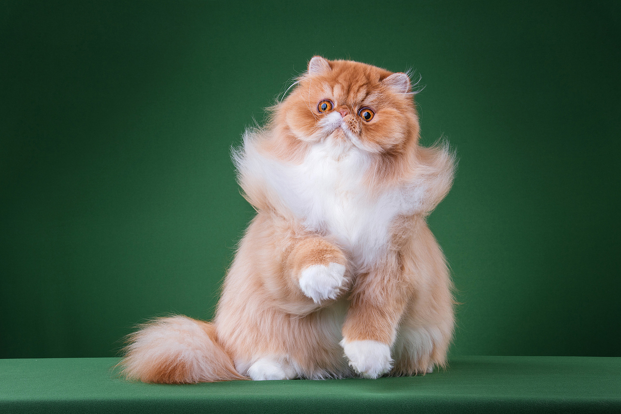 Farewell 2018【克查原创作品30】（图ZMTQwMTY0OTEy） - 宠物摄影 - 站酷设计师克查原创素材 - 站酷ZCOOL