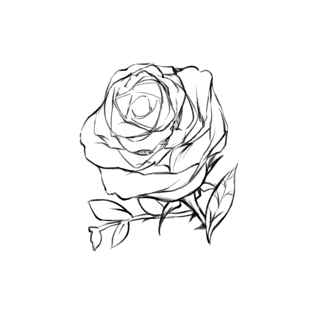 蔷薇花怎么画 铅笔画图片