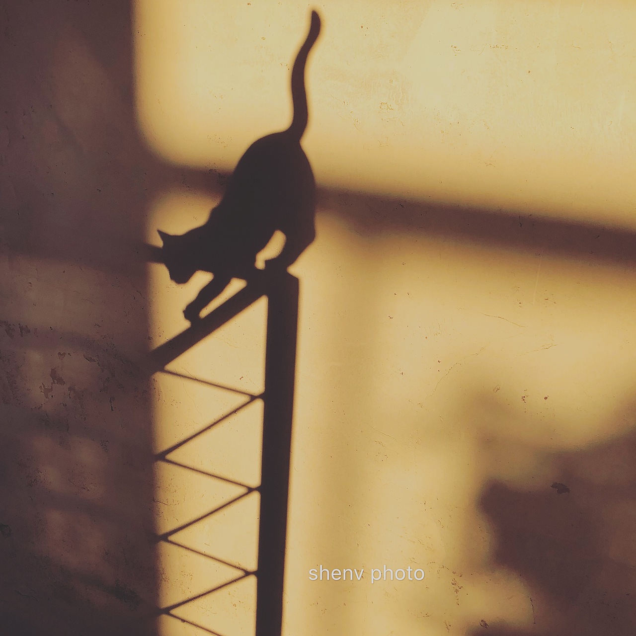 开始小批量生产灵动小猫