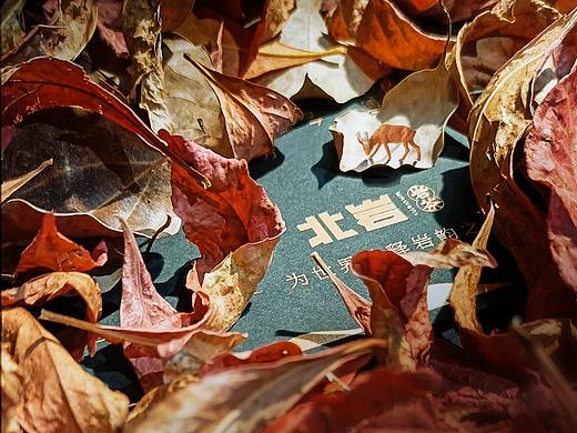 秋风吹尽旧庭柯  黄叶丹枫客里过