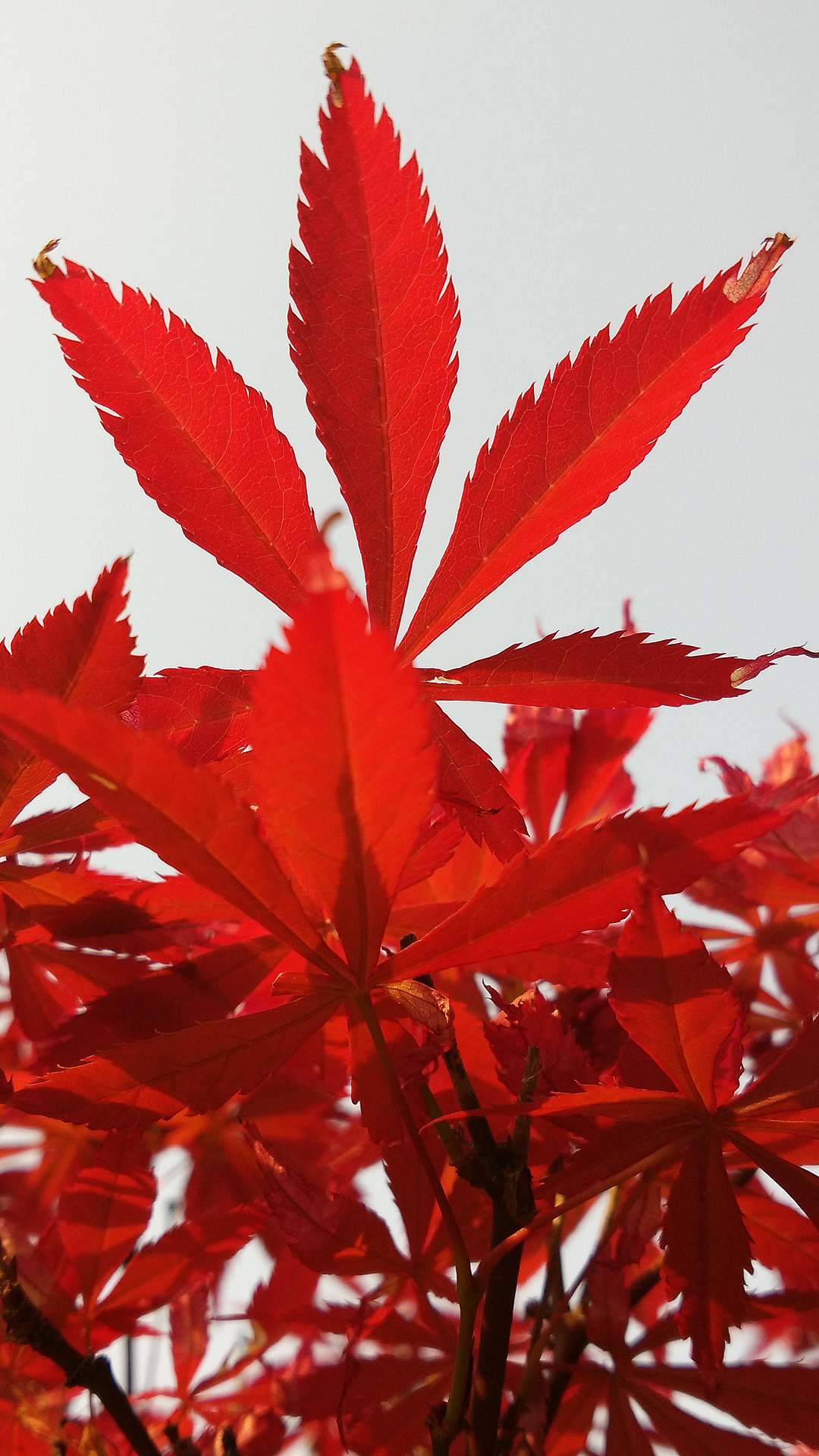 【拍·色】手机随手拍，记录颜色和季节（图ZMjc0MjQ0MTI=） - 风光摄影 - 站酷设计师德武原创素材 - 站酷ZCOOL