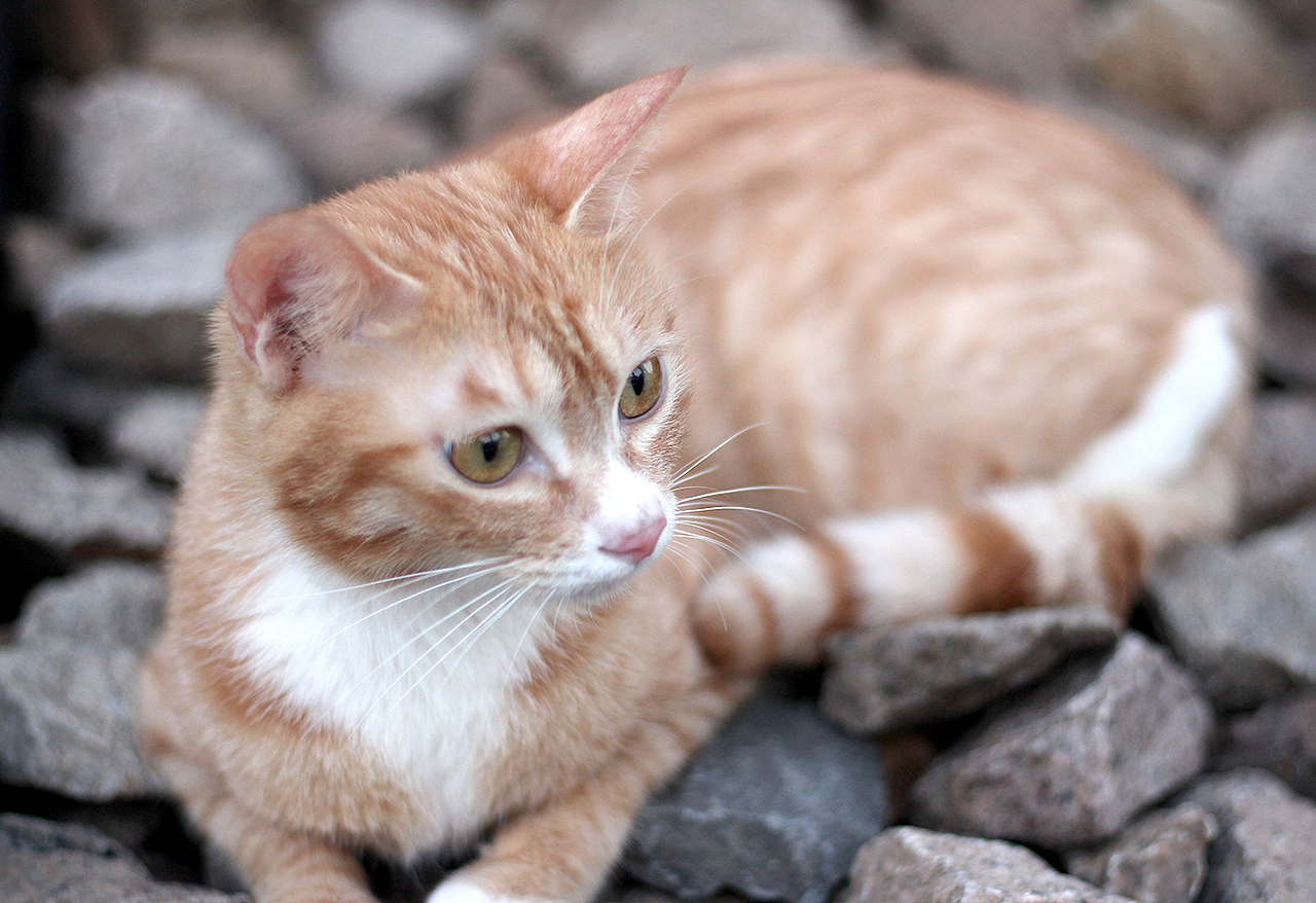 老虎不发威.当我病猫