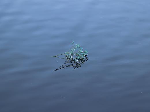 随手拍选集花花草草树枝树干