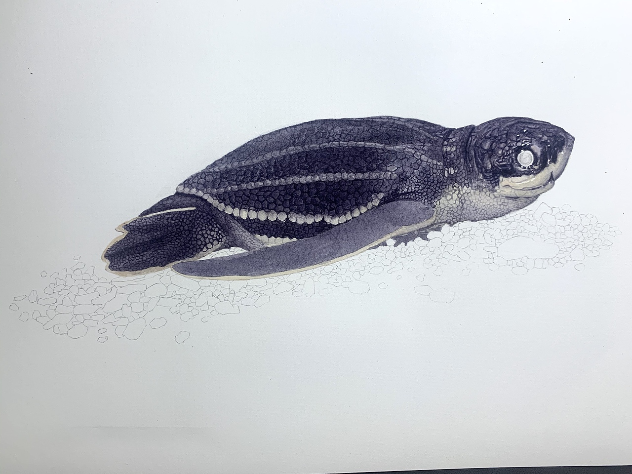 水彩写实动物—龟龟出壳系列