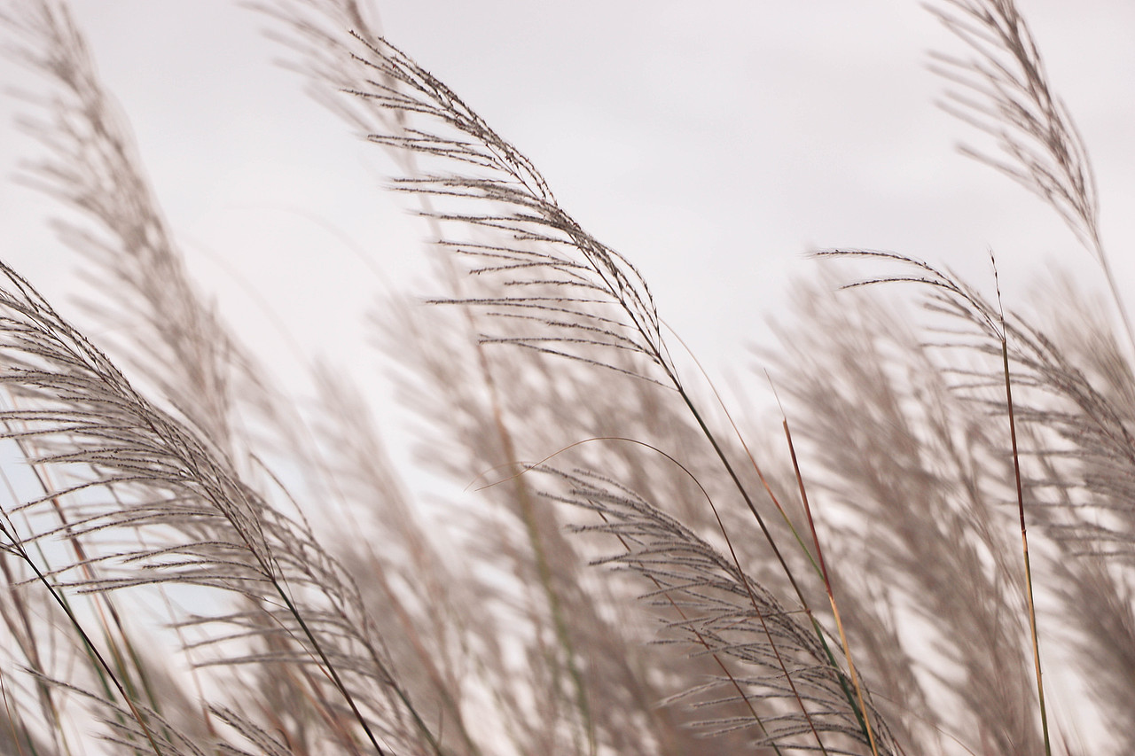 秋日芦苇（图ZMzM3OTg1Nzcy） - 风光摄影 - 站酷设计师林二三_原创素材 - 站酷ZCOOL