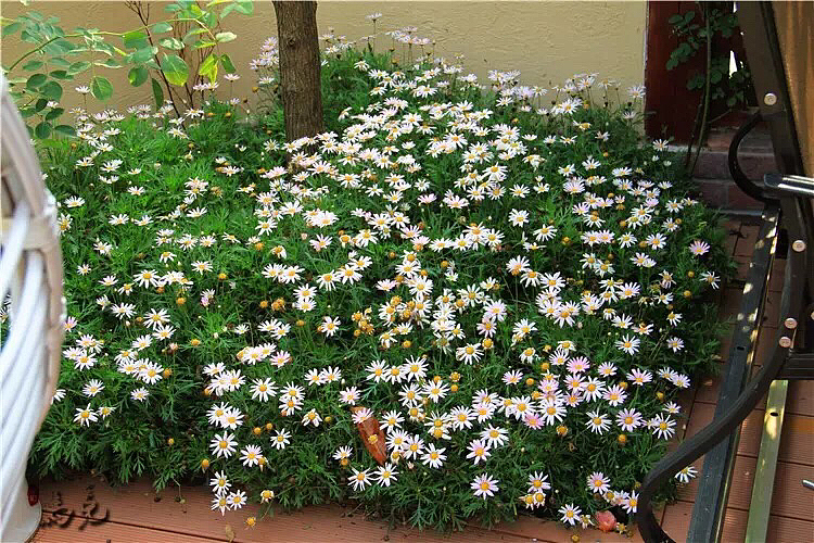 上海花园设计景观设计个性小花园