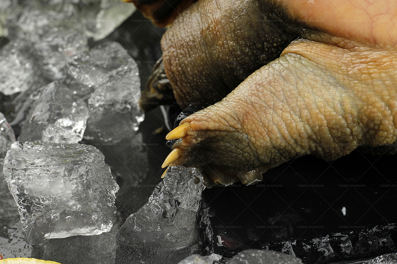 甲鱼拍摄丨生鲜海产品客户丨飞鸟电商