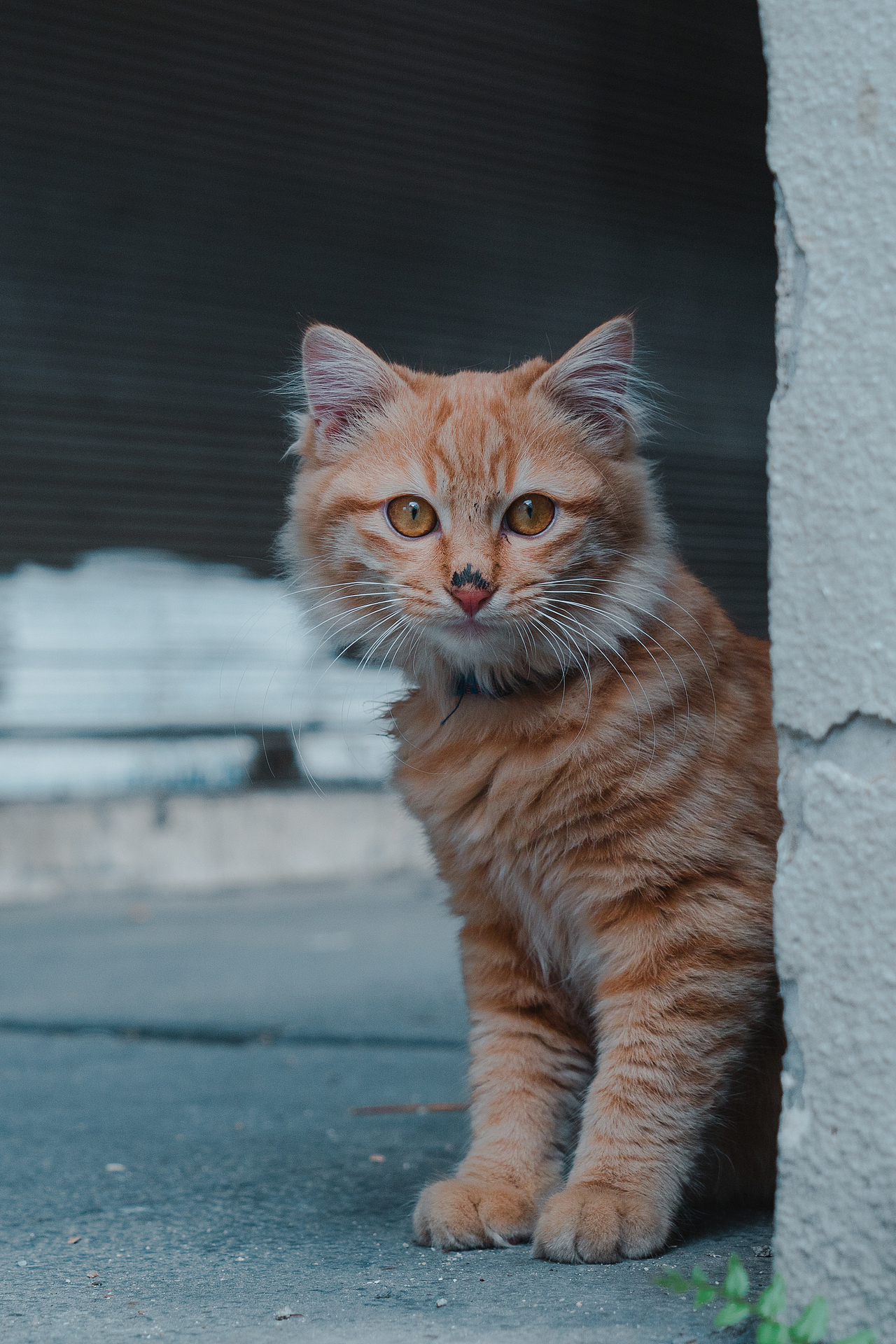 生活录-古城小物（图ZMjA2NDM2NjIw） - 宠物摄影 - 站酷设计师Yu佳酱原创素材 - 站酷ZCOOL