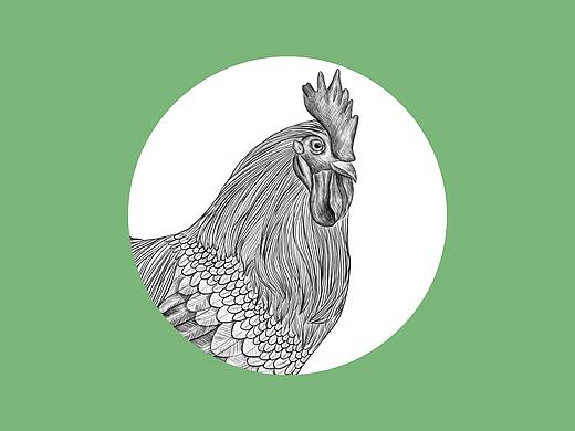 土鸡插画