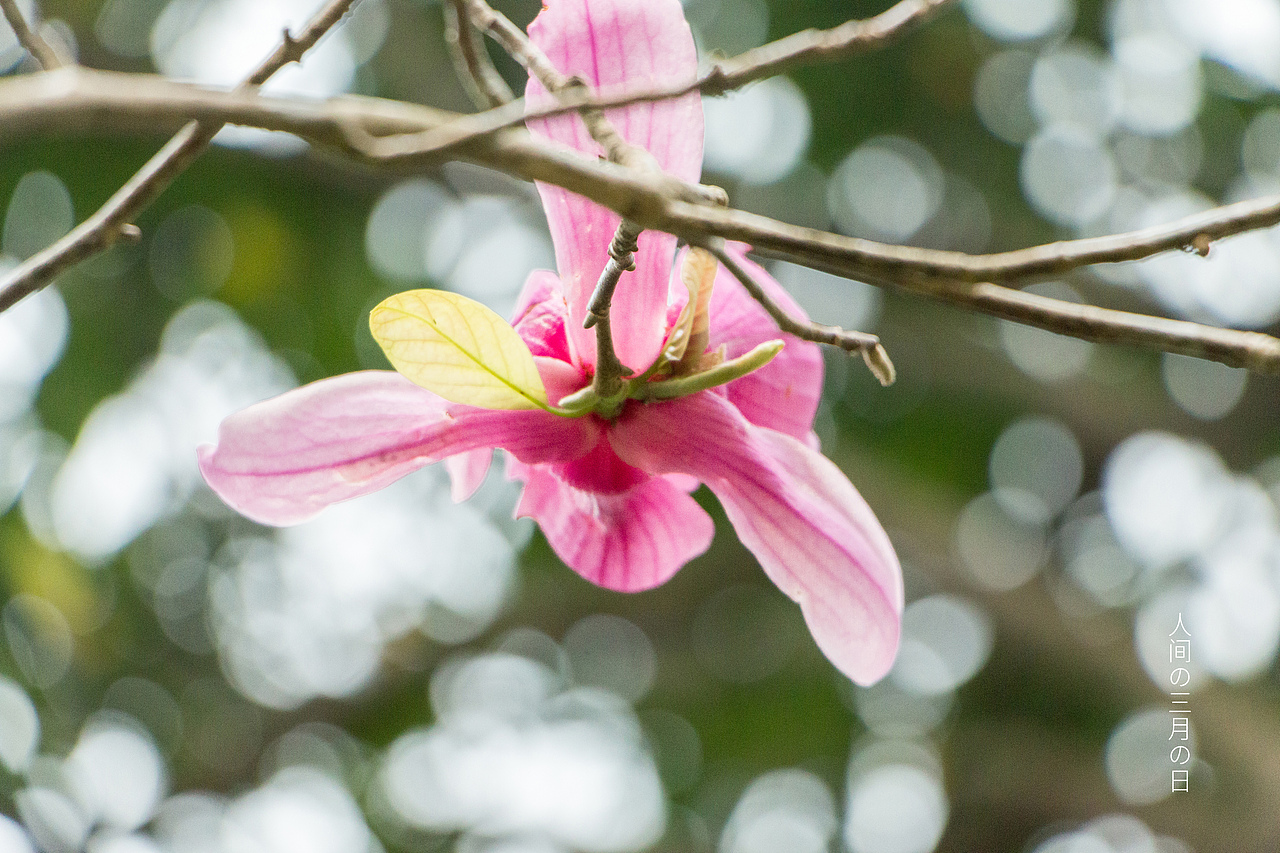 人间三月，枝头冒出了嫩叶，啊、是春天、、、（图ZMjA0Nzk0Mzgw） - 风光摄影 - 站酷设计师Lemmy_原创素材 - 站酷ZCOOL