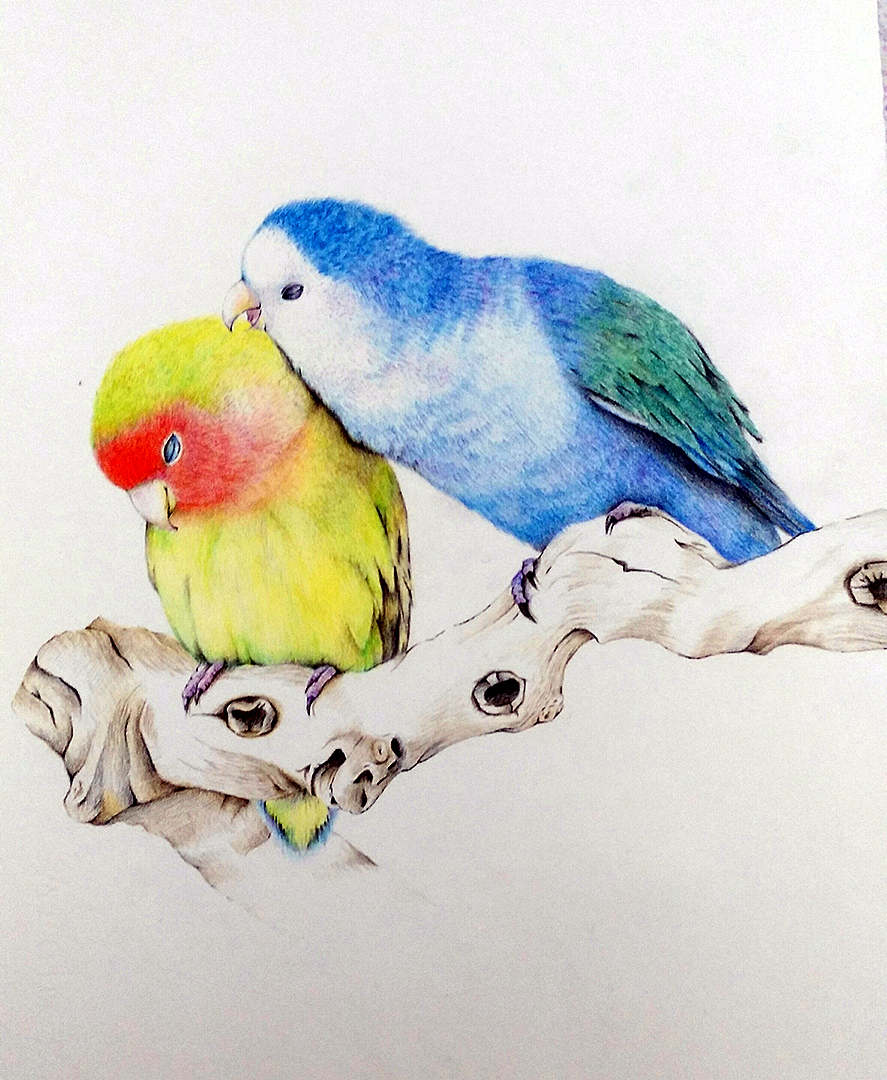 彩铅动物/部分水彩花卉练习