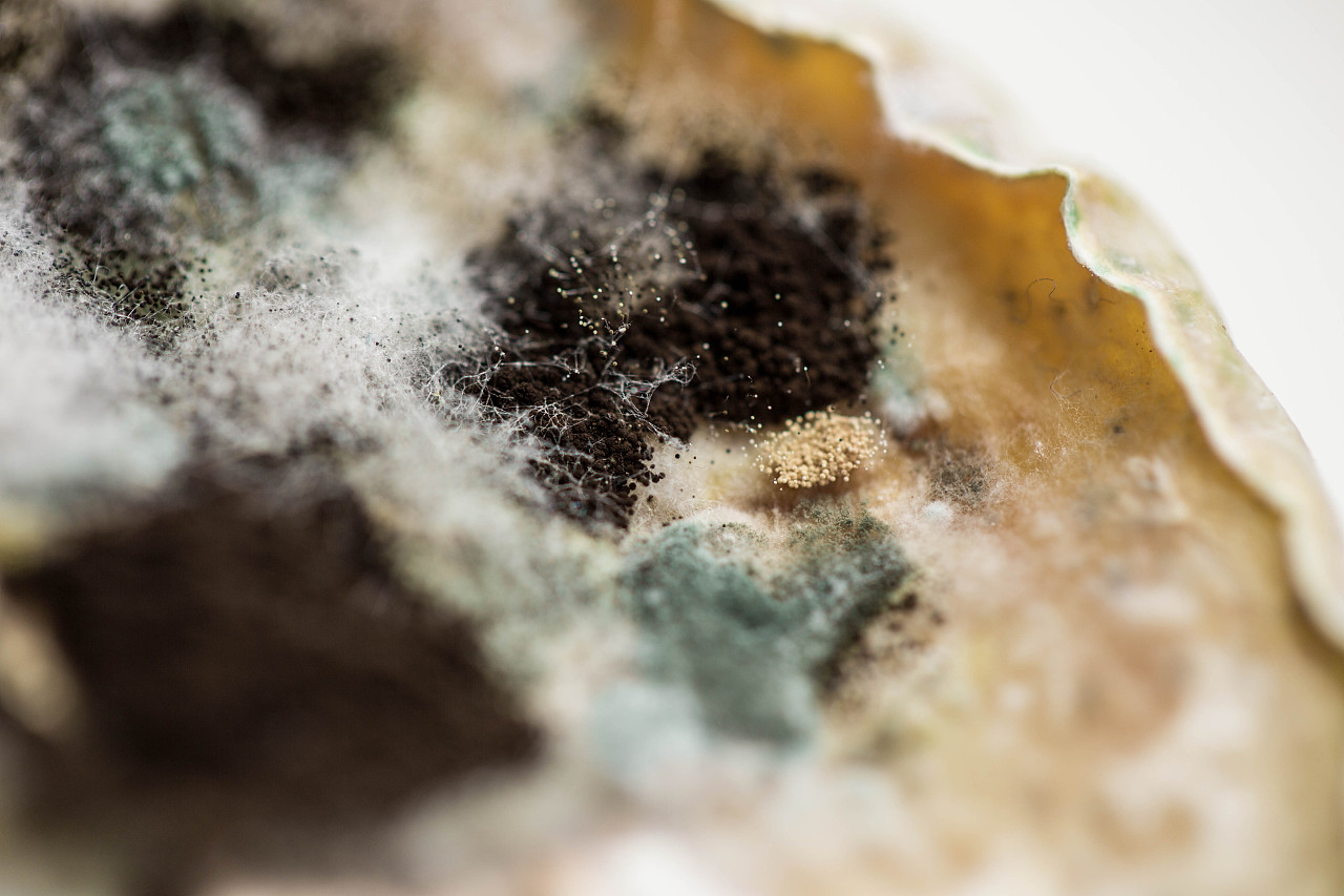 霉菌Mould|摄影|微距|毣余 - 原创作品 - 站酷 (ZCOOL)