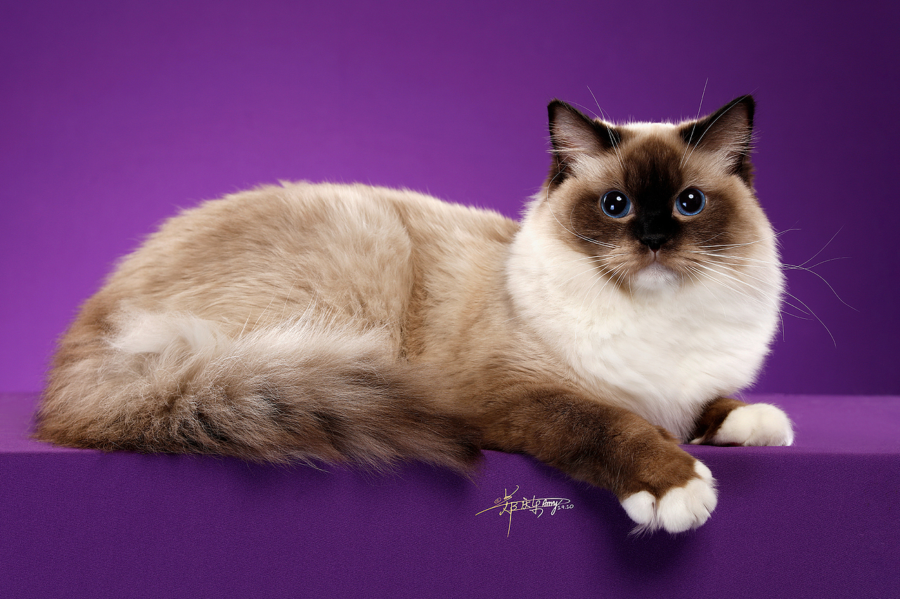 布偶猫（图ZMTgwNjg4NjE2） - 宠物摄影 - 站酷设计师AMYWORKS赛猫摄影原创素材 - 站酷ZCOOL