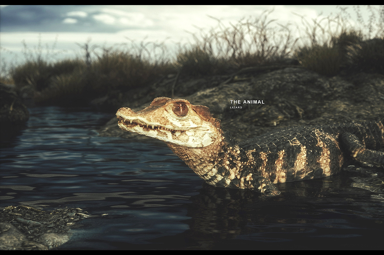 动物世界（图ZMjMyNjQ3Mjg4） - 人物/生物 - 站酷设计师over番茄酱原创素材 - 站酷ZCOOL