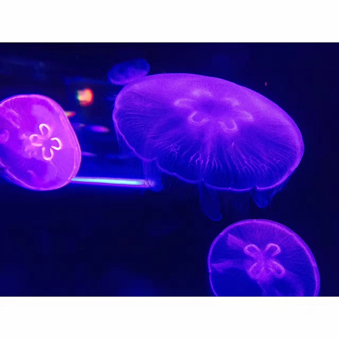 「水生物超有爱」（图ZMTAzNTQwMTgw） - 宠物摄影 - 站酷设计师王小刁不刁原创素材 - 站酷ZCOOL