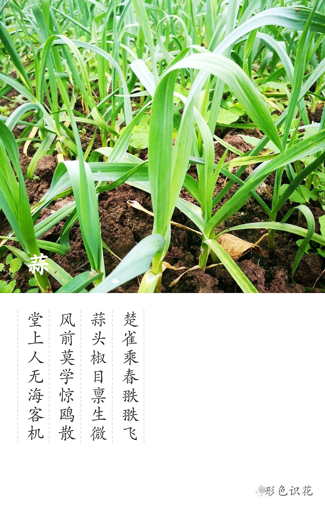 绿植花型一览（图ZMTM2MDM4ODA0） - 产品摄影 - 站酷设计师左I可原创素材 - 站酷ZCOOL