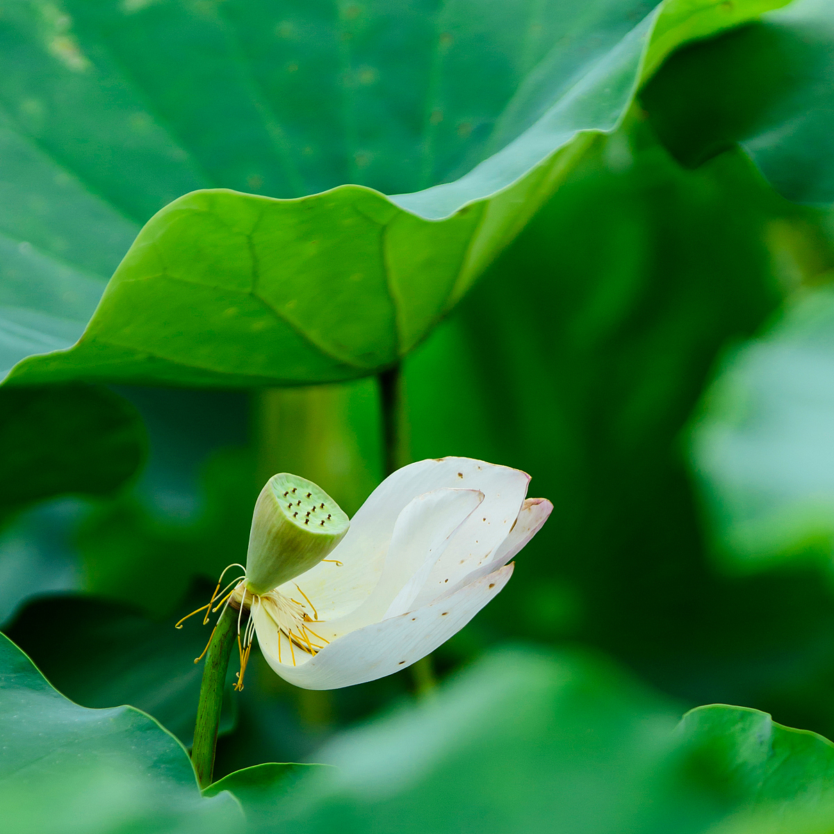 荷花與青花瓷器擺件（圖ZNTgyMTMyMjg=） - 產(chǎn)品攝影 - 站酷設(shè)計(jì)師紫夢(mèng)云纖原創(chuàng)素材 - 站酷ZCOOL