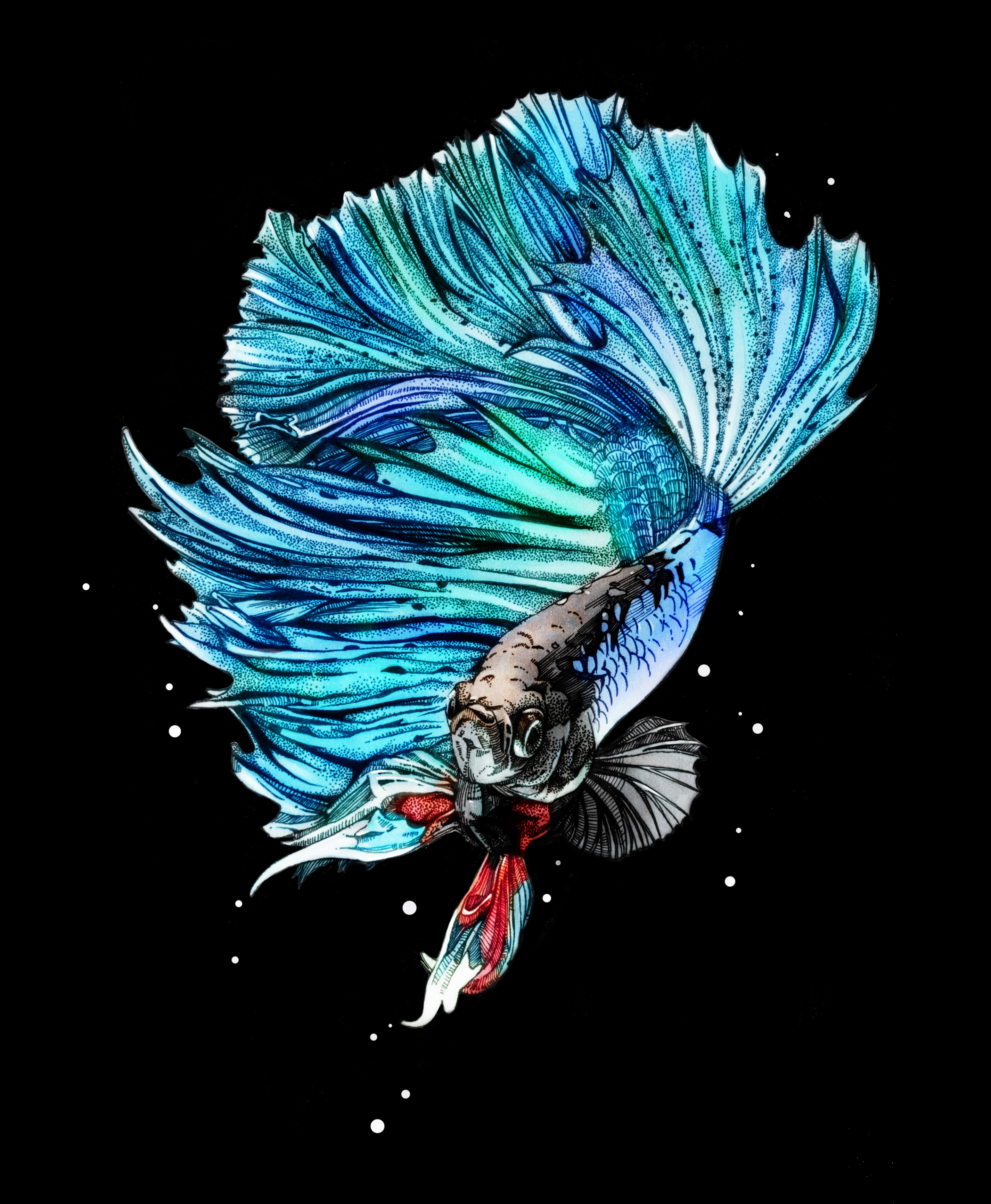 手绘斗鱼|插画|插画习作|ven一皿 - 原创作品 - 站酷 (zcool)