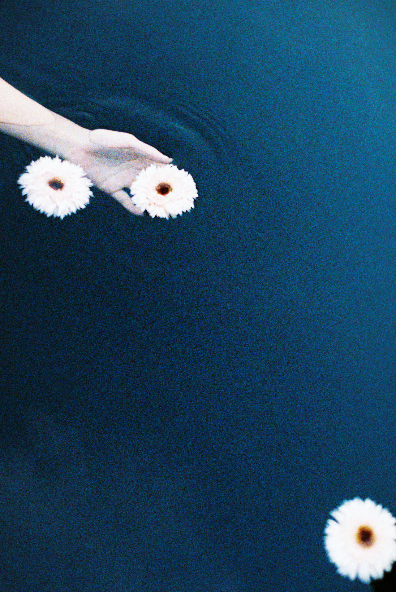 花开万物 美人迟暮(胶片)