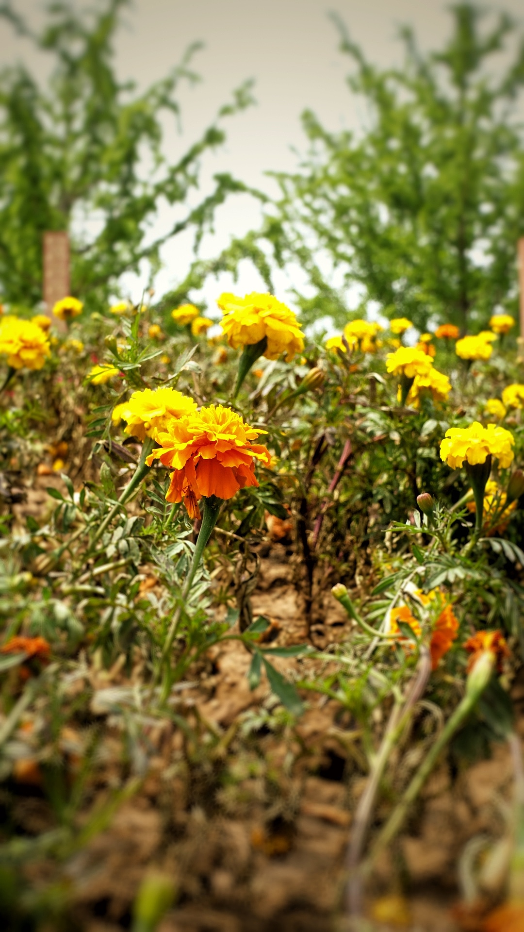 不,它有姐妹,我也有姐妹!