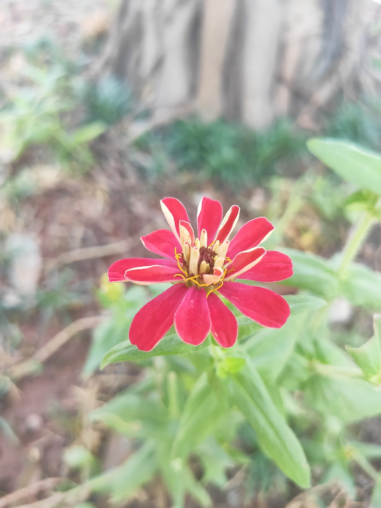 最近 庄头公园手机摄影