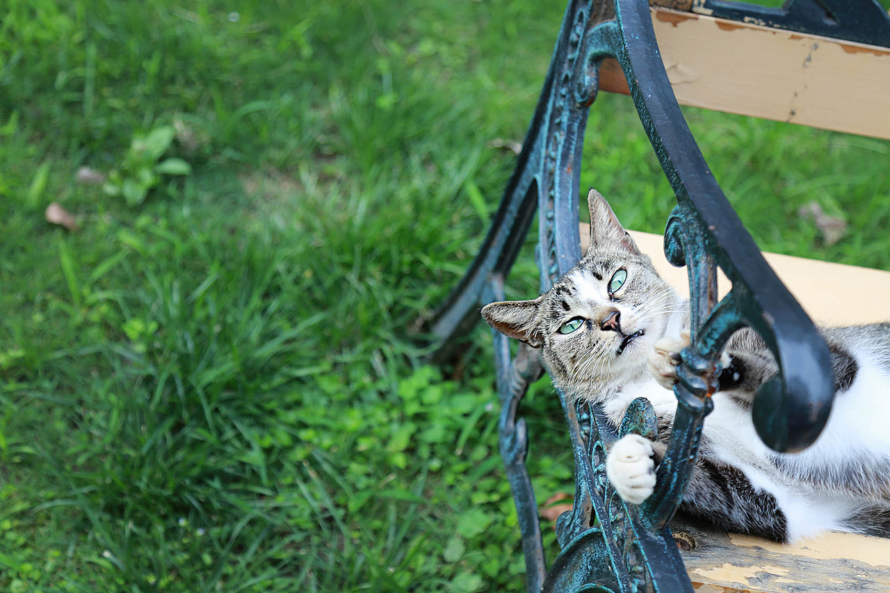 雅典娜你又霸占了整个椅子（图ZMzI1NTg3NDg=） - 宠物摄影 - 站酷设计师11ELEVEN原创素材 - 站酷ZCOOL