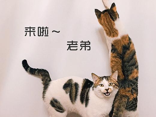 企业官网（个人主页-ZMzE0MzE3OTY=） - 门户网站 - 站酷设计师随和的皮大爷原创素材 - 站酷ZCOOL