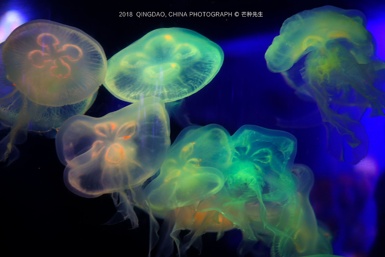 jellyfish水母,漂亮的海洋精灵!