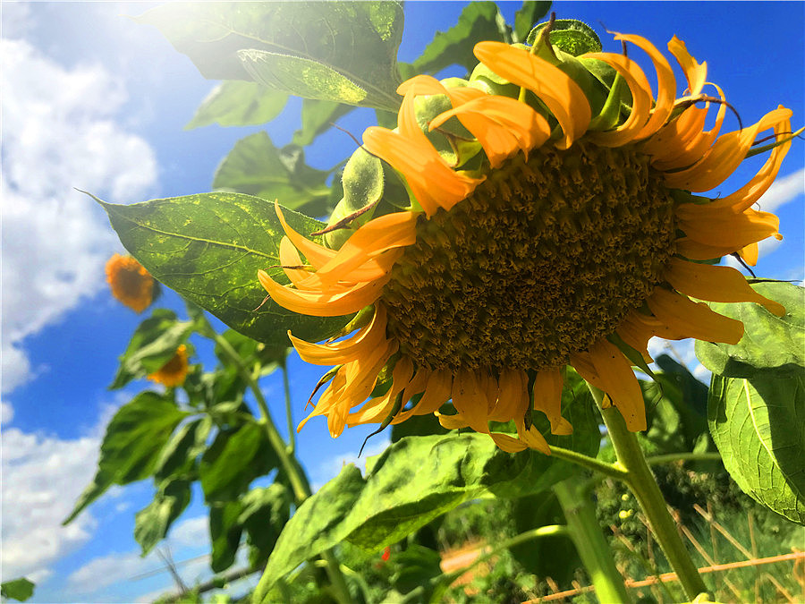 刘勇良手机纪实摄影:致敬梵高