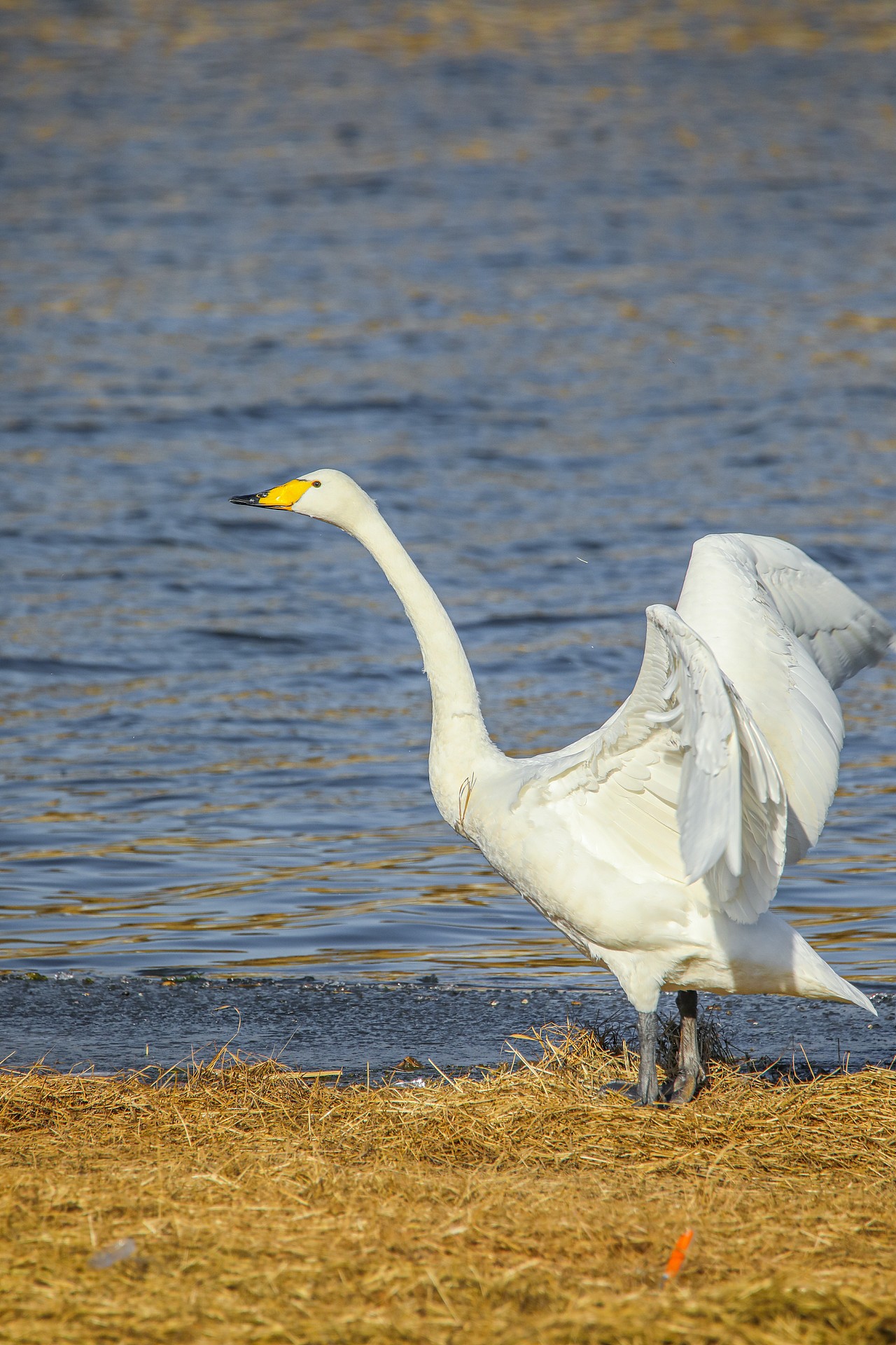 野生保护动物丨大天鹅