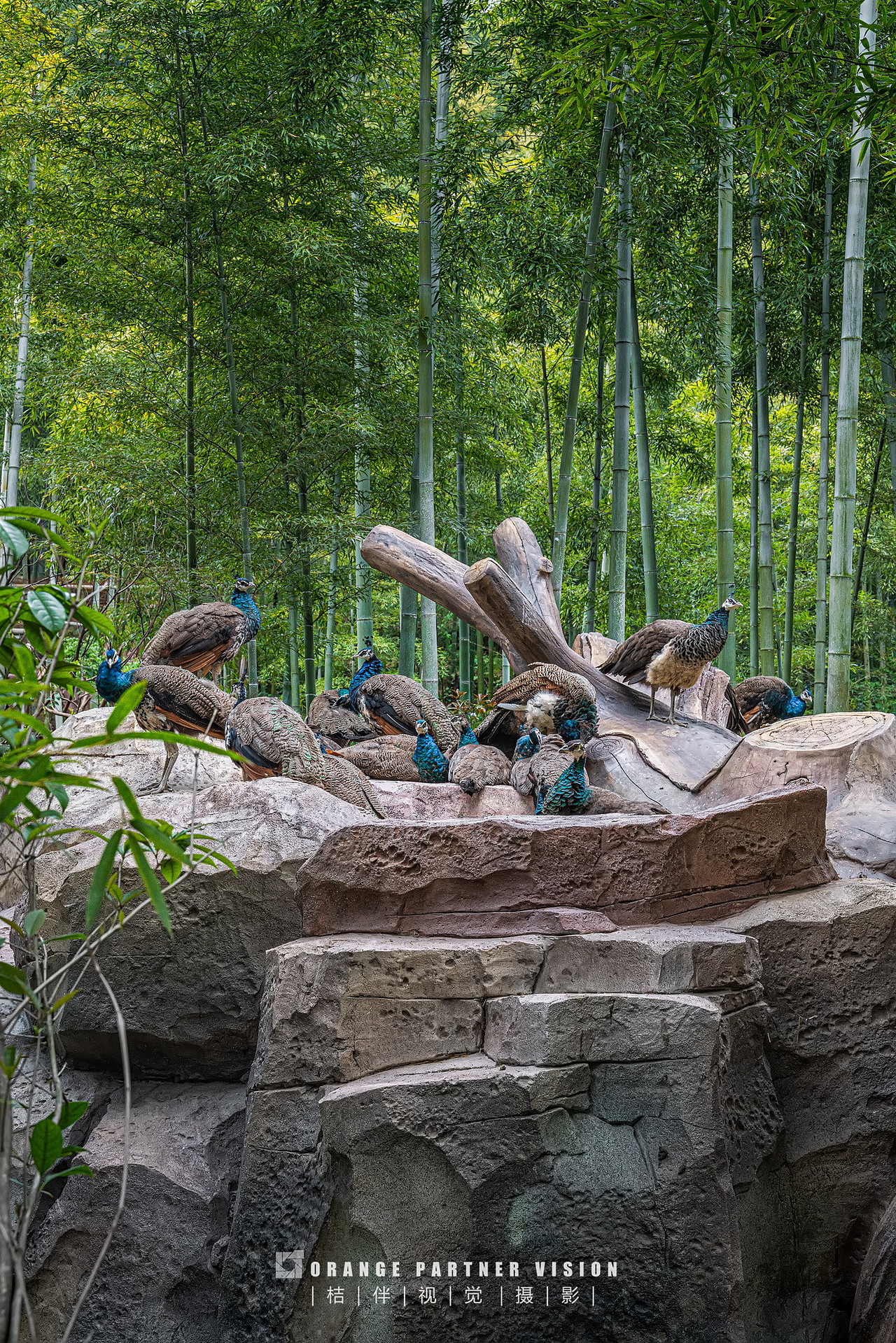 景观摄影：湖州长颈鹿庄园/桔伴视觉（图ZMjQ1MzA4OTU2） - 环境/建筑摄影 - 站酷设计师桔伴视觉左斯洋原创素材 - 站酷ZCOOL