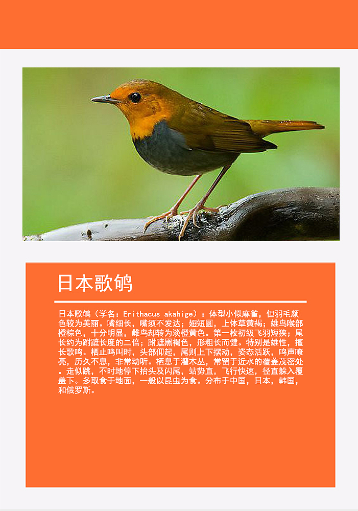 鸟类画册2（图ZMTMzMDg0ODI4） - 书籍/画册 - 站酷设计师浅墨幺幺原创素材 - 站酷ZCOOL