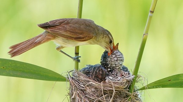 《乳娘》話劇海報設計（個人主頁-ZNTM5MDQ2Mjg=） - 商業(yè)插畫 - 站酷設計師鄧二塊原創(chuàng)素材 - 站酷ZCOOL