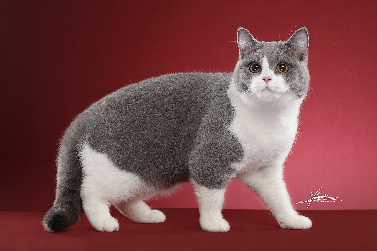英国短毛猫AMYWORKS,拍摄于重庆|摄影|宠物摄影|AMYWORKS赛猫摄影 - 原创作品 - 站酷 (ZCOOL)