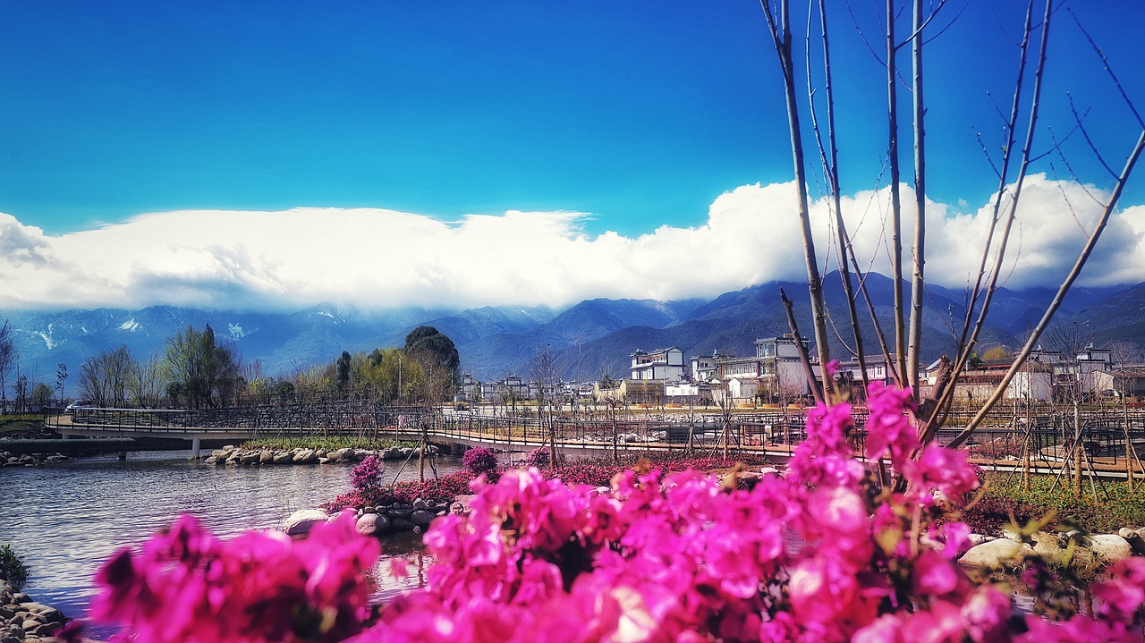 金鸡报晓后,花开得透明了,喜洲的春天早已诗意盎然......