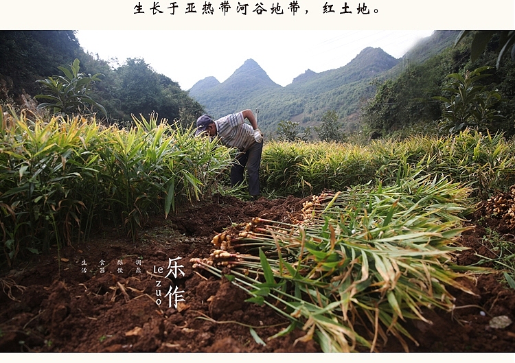 淘宝详情黄姜干片