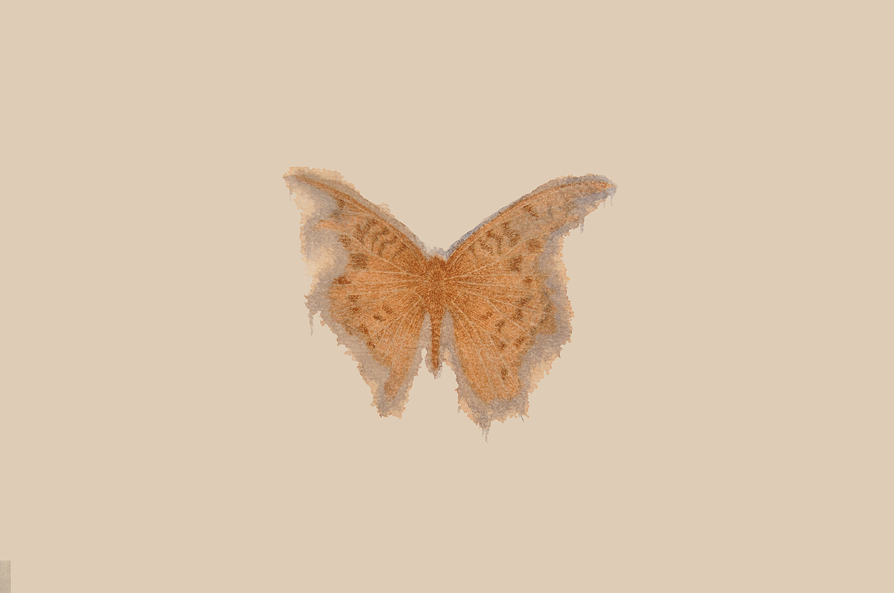 长白山野生蝴蝶（纸）（图ZMTIwNzg1MDY4） - 艺术插画 - 站酷设计师一半儿12321原创素材 - 站酷ZCOOL