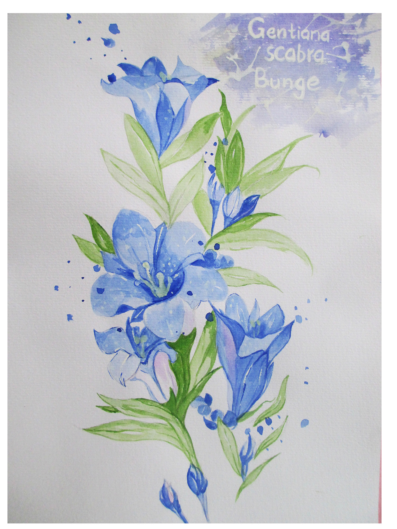 第一幅水彩画—龙胆花|插画|插画习作|peggy_66 - 原创作品 - 站酷